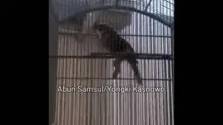ROPEL???!  apakah cucak rawa ini bersuara Ropel?