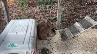241106 We Got Rabbits -Goldy's Farm (FB 0914)