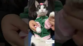Califiquen mi baile😻💗 #viral #gatos #michi #shortvideos #cat #michis #shorts #parati #cats #pets