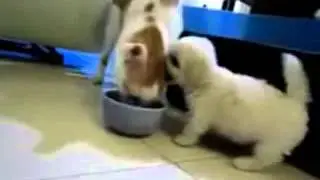 Доигрался