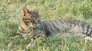 Sweet tabby cat -