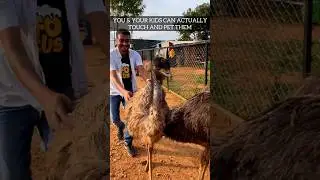 Weekend fun with Ostrich and Emu near Bangalore | Birds of Paradise
