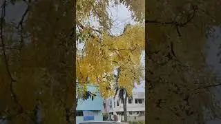 खुबसूरत फुल का पौधा