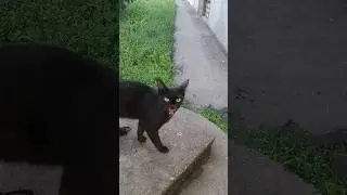 Жужа, Плакса и Огурчик.