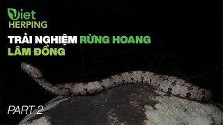 [Herping Vietnam] - P.2: Meeting Lam Dong Province's Rarest Snake! - The Jasper cat snake.