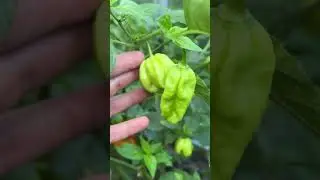 Карабина рипер и хабанеро