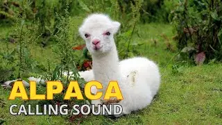 Alpaca Calling Sound