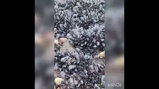 Камчатский берег из ракушек - Всё хочу на свете знать !