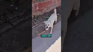 In cina fanno questo ai cani liberi!😳