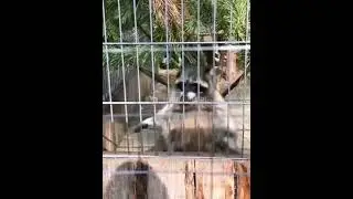 Зоопарк 4