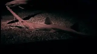 ノコギリザメ　Japanese sawshark　Pristiophorus japonicus