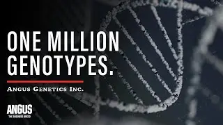 ONE MILLION GENOTYPES - Angus Genetic Evaluation Historic Milestone - AGI PRESIDENT, Kelli Retallick
