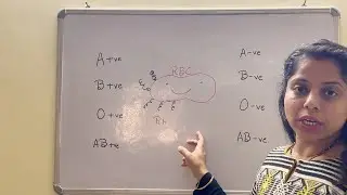 Rh factor | Blood group | Positive blood group | Negative blood group