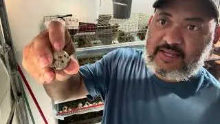 Quail Egg Carton For Jumbo Coturnix Quail Eggs