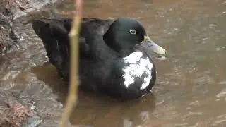 Stockente mit Leuzismus