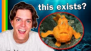 Reacting to 10 Sea Creatures I Can't Believe Exist