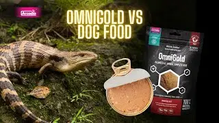Should We Feed Blue Tongue Skinks Dog Food? | OmniGold