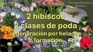 2 hibiscos 🌺. 2 tipos de PODA ✂️ . Poda de REGENERACIÓN por HELADAS🐧 y PODA de FORMACIÓN.