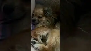 😴 #tiktok #reaction #собака #pomeranian #smile