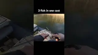 CATCHING 3 FISH ON ONE LURE