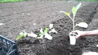 Посадка рассады табака в грунт (Planting sprouts of tobacco in the ground)
