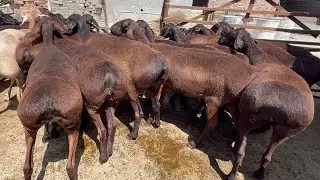 Ozodbekga 2800 dan KATTA TOJIKISTON XISSORI SOVLUQLAR  33-868-11-60   99-868-11-60