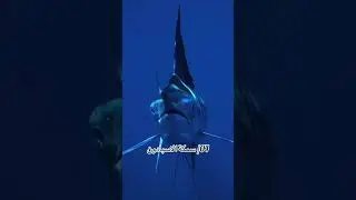 اسرع 10 الحيوانات بالعالم fastest animal