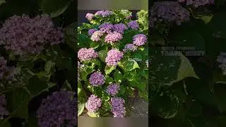 15 августа 🌞 в нашем саду #цветы #сад #гортензия #flowers #ландшафтныйдизайн