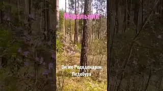 Цветение маральника на Алтае. 