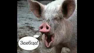 Качаю акк.