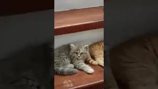 Cute little cats