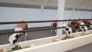Animal husbandry design architectural design video animation የከብቶች ማድለቢያ ዲዛይን