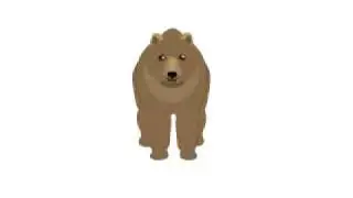 медведь в фас