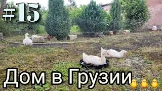 #15 Дом в Грузии. Индюшата и гусята