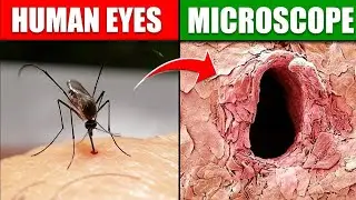 Top 3 Object माइक्रोस्कोप से देखने पर 😨 MOST MYSTERIOUS VIDEO