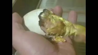Вылупление гуся