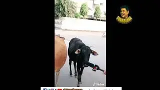 Funny tiktok videos | Ye bik gayi hai gormint, Ab gormint me kuch nahi bacha