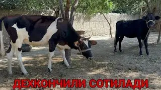 ДЕХКОНЧИЛИ КУЧАТ ЁШ АРЗОН ХУНАЖИНЛАР СОТИЛАДИ SOTILADIGON XÒNAJINLAR NARXLARI 25 августа 2024 г