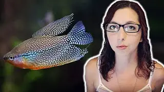 Pearl Gourami Beginner Care Guide | How To Care For The Pearl Gourami