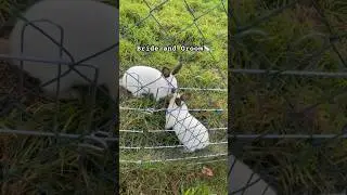 Жених и невеста🐇тили-тили тесто😊