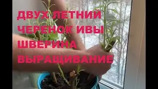 ПАВИВА: Двух летний черенок ивы шверина, посадка черенка в горшок за месяц,  покупка черенок ивы ,