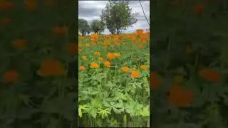 Якутские 