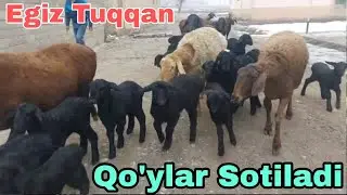 HISORI EGIZ TUQQAN QO'YLAR SOTILADI SURXONDARYO DENOV DEHQONLARDAN OLADIGANLAR SHOSHILING