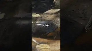 Why Turtles Need UV Light?  #funpets #turtlejourney #petcare