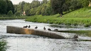 Visiting The Most Beautiful River in Ostrava, Ostravice River4K)/relaxing nature scenes/natural view