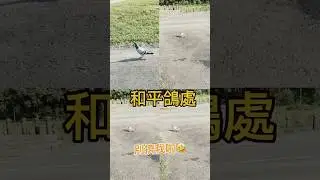 和平鴿處，少來湊熱鬧