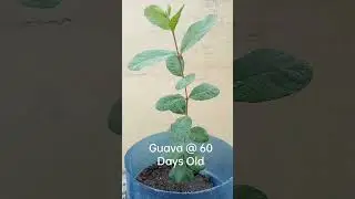 60 Days Old Guava #shorts #shortvideo