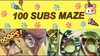 100 Subscribers Vertical Maze For Hamster