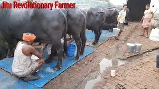 👍FULL Milking Video -Recorded @ Monvir Sir farm.@Rohtak Haryana👍