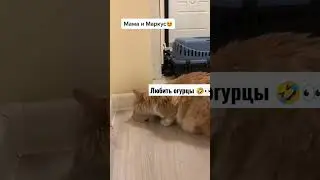 Маркус Казакская кошка